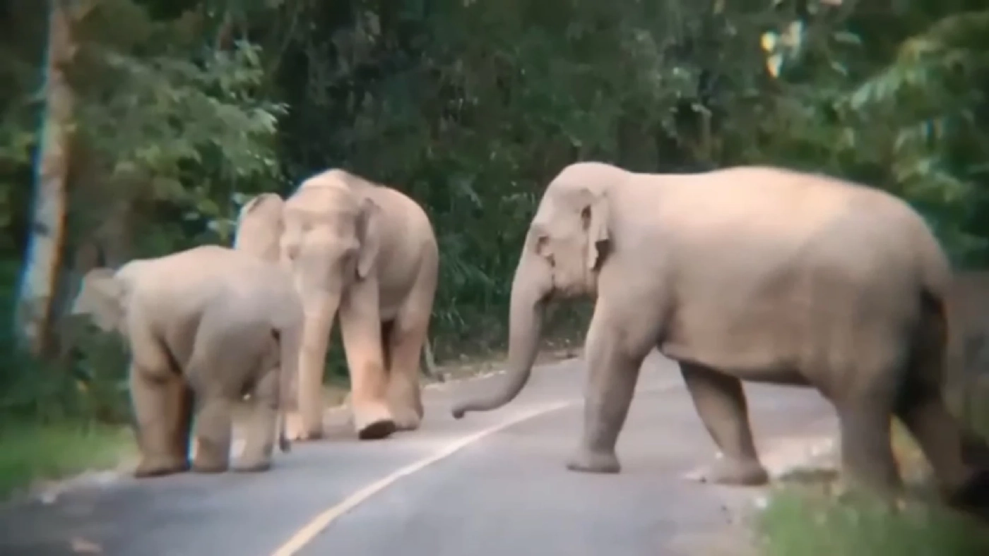 ปิดชั่วคราว "น้ำตกคลองแก้ว" หลังโขลงช้างป่าเปลี่ยนที่หากิน-ฝนตกหนักในพื้นที่