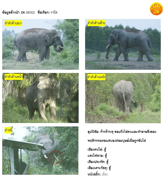 "เจ้างาบิด" ช้างป่าตัวอันตราย โผล่เดินหาของกินในพื้นที่ท่าตะเกียบ