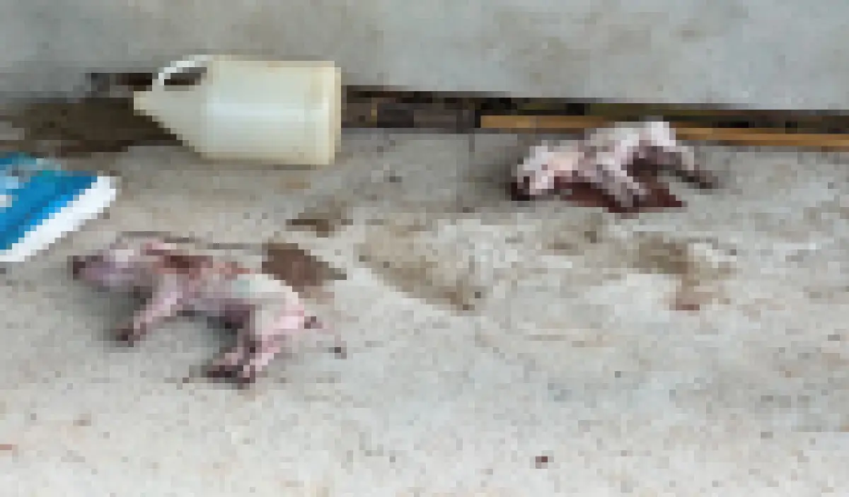 สุดอำมหิต! เจ้าของใจสลาย คนร้ายบุกฆ่าลูกหมู ตายเกลื่อนคอก 13 ตัว ลักไปอีก 2