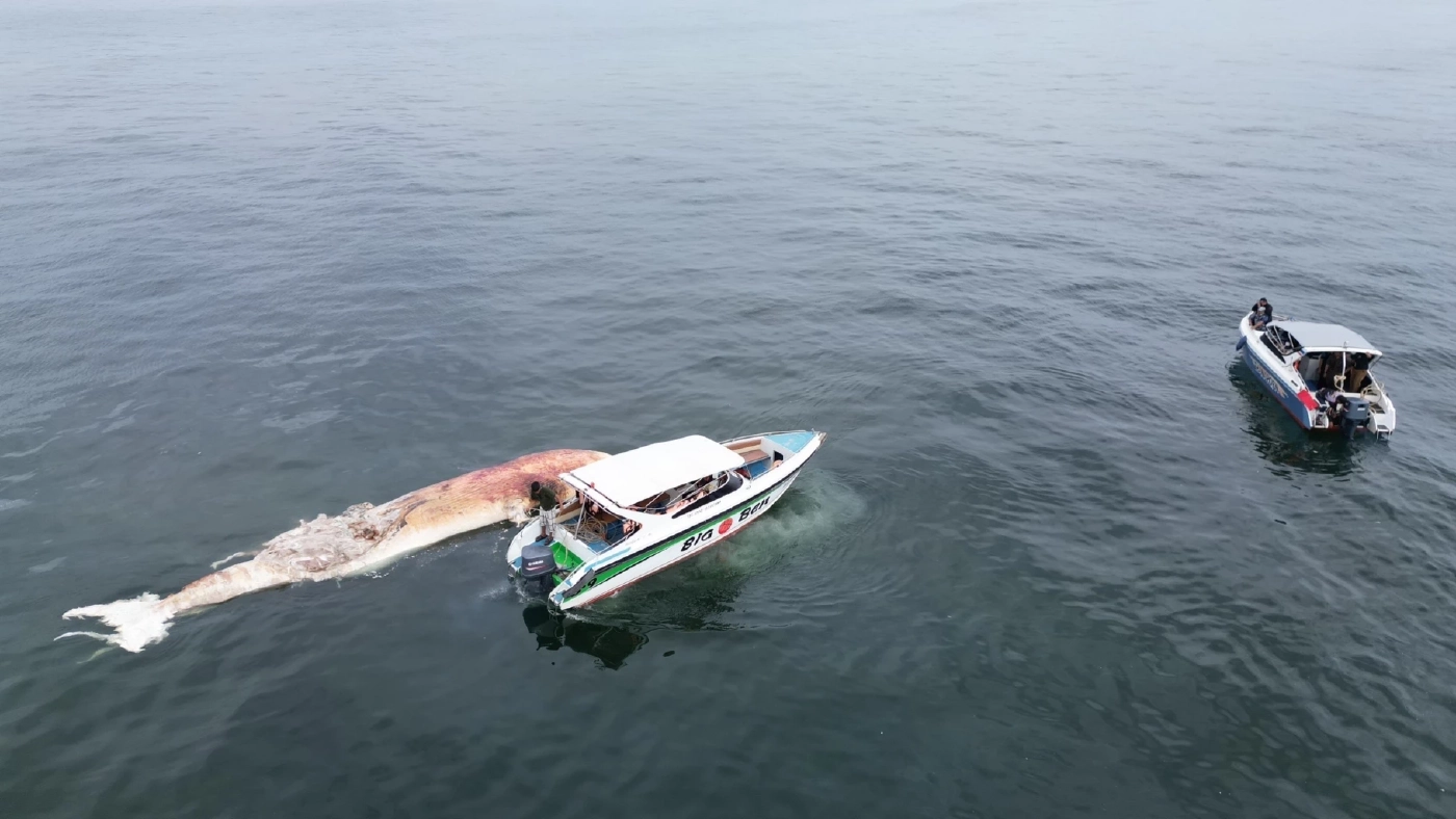 สุดเศร้า! พบซาก "วาฬบรูด้า" ขนาดใหญ่ ลอยตายปริศนา ใกล้เกาะล้าน