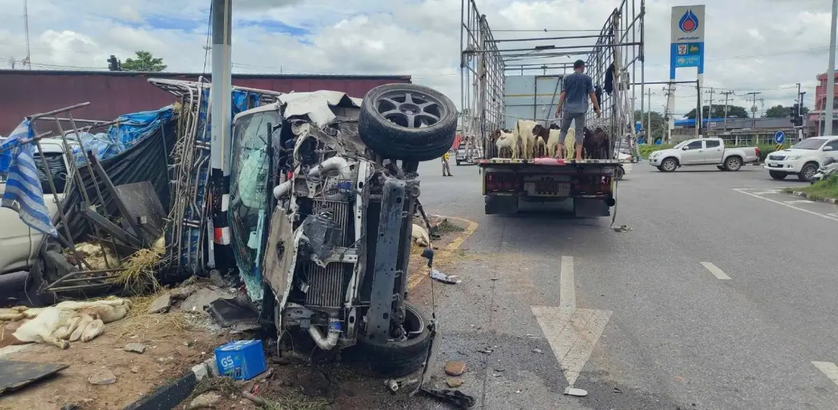 กระบะขนแพะเบรกแตก พุ่งชนกลางสี่แยกไฟแดง แพะตาย 35 ตัว
