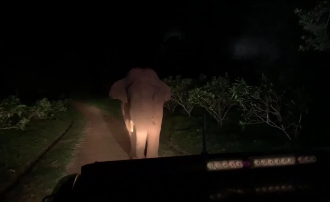 เปิดคลิปเจ้างาเบี่ยง พุ่งชนรถเจ้าหน้าที่ โมโหโดนผลักดันกลับป่า