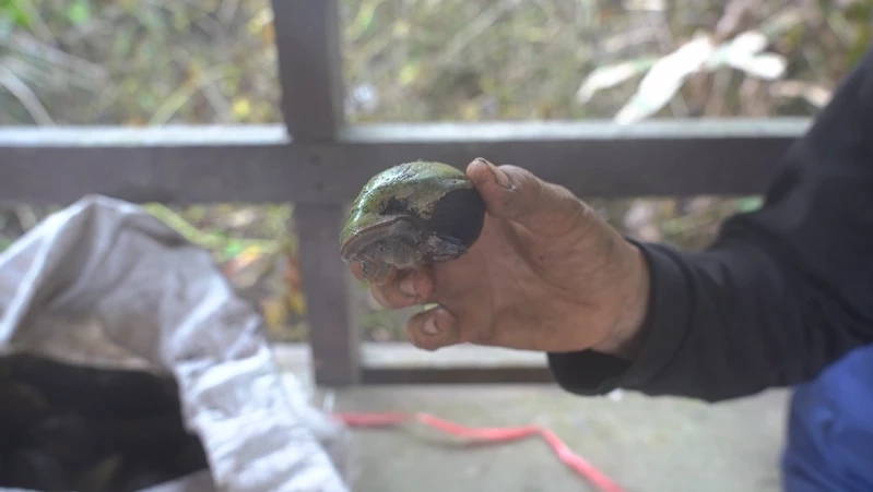 หอยที่ผู้หลงป่าชายเลนเข้าไปงม