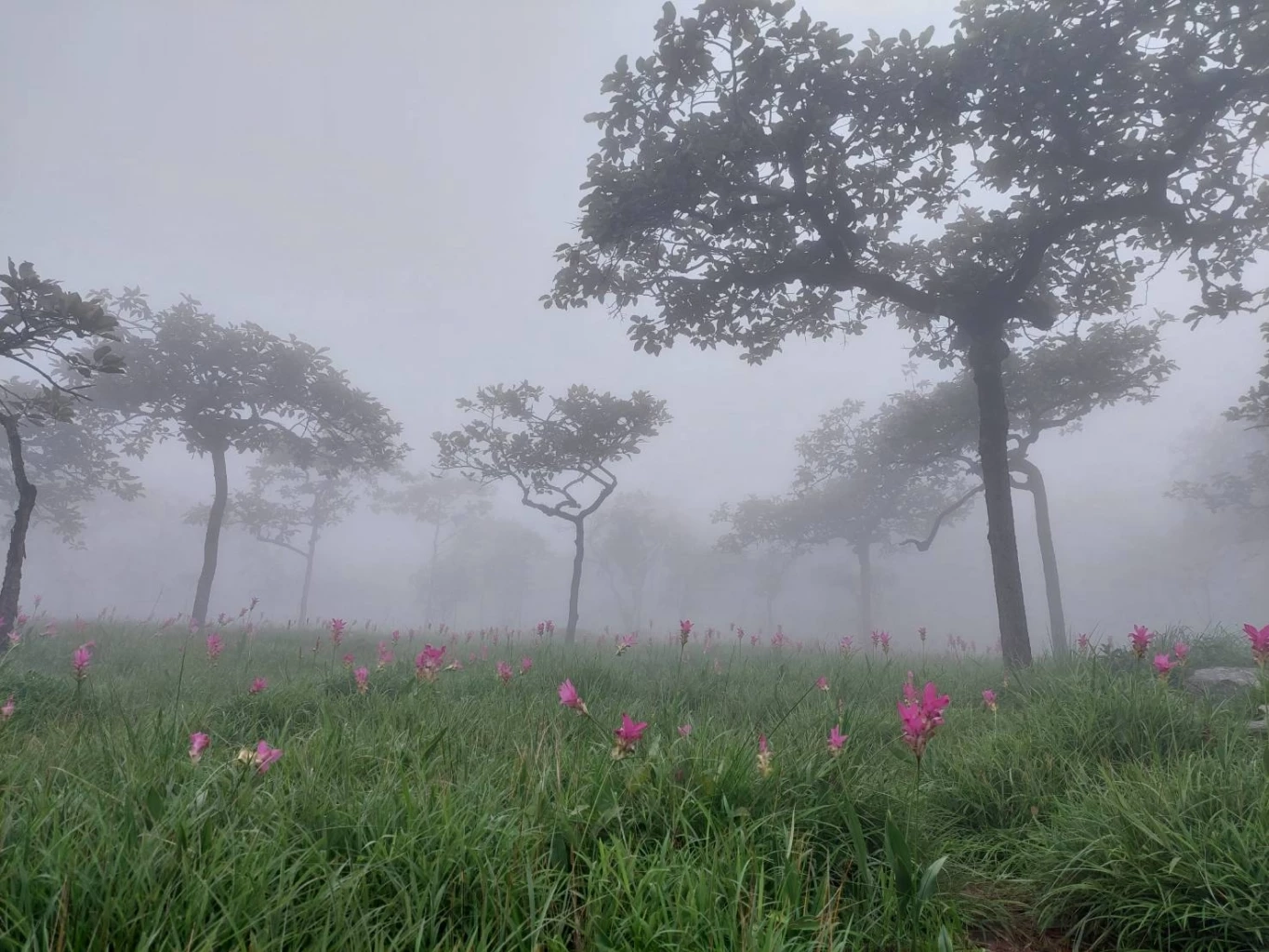 ชวนสัมผัสทะเลหมอก ชมทุ่งดอกกระเจียวบาน ที่อช.ป่าหินงาม