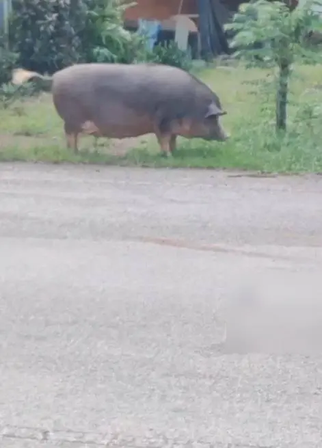 เปิดความน่ารัก "เจ้าแพนเค้ก" หมูป่า เดินขอขนมร้านค้าริมทาง