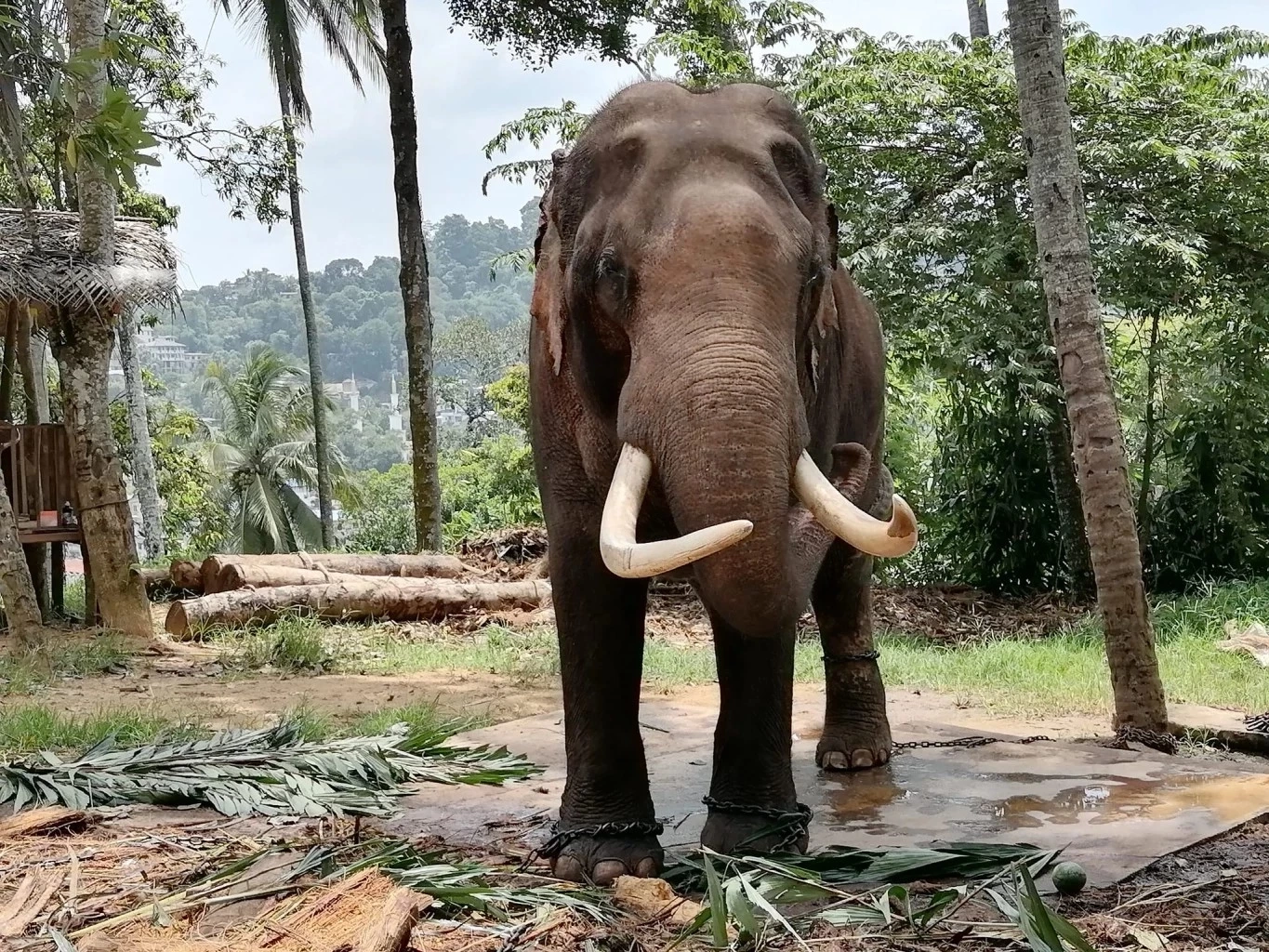 อัปเดตอาการล่าสุด "พลายประตูผา" 1ช้างไทยในศรีลังกา หากขนย้ายเสี่ยงอันตราย