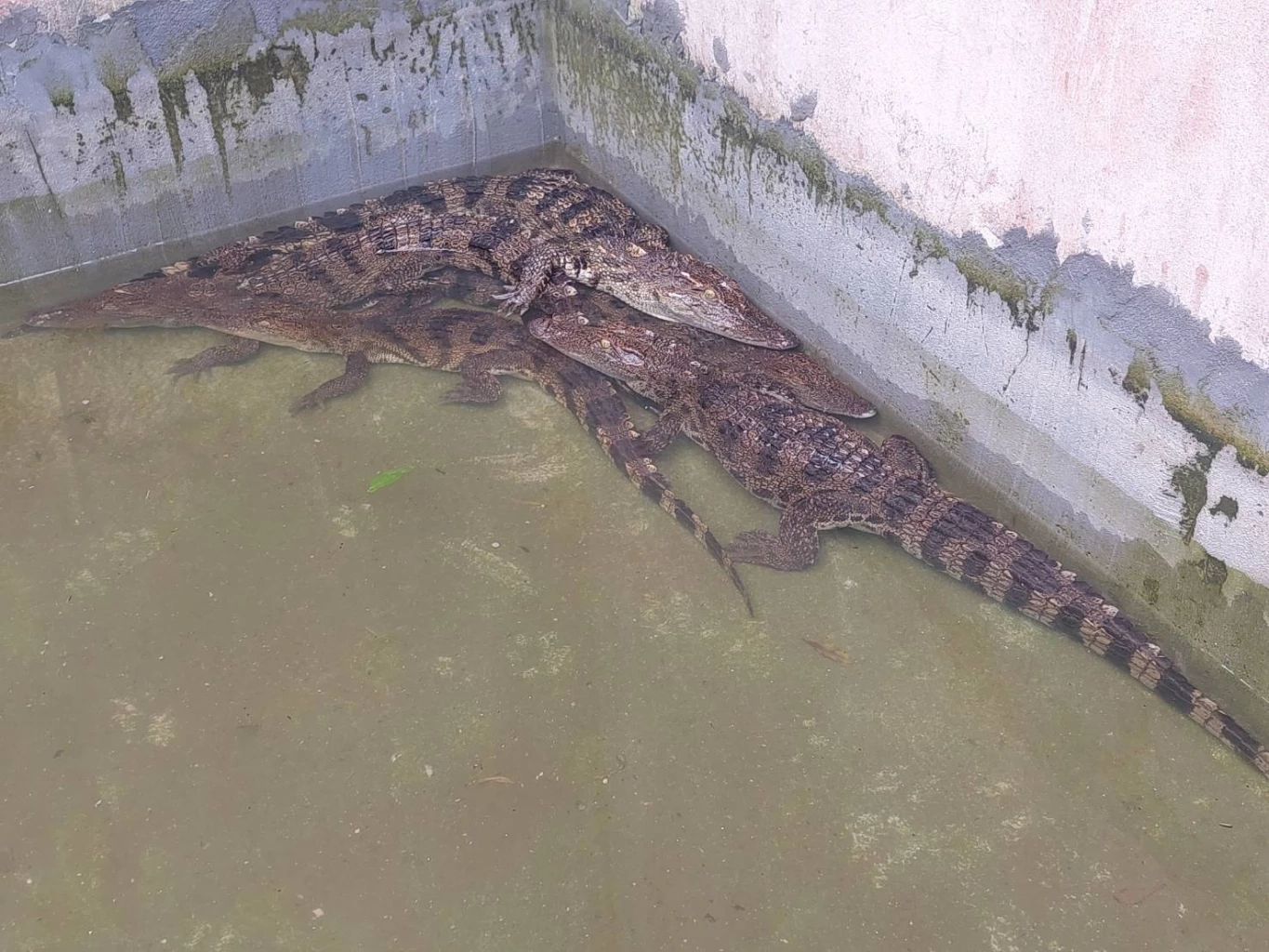 จับได้แล้ว 6 ตัว จระเข้หลุดบ่อเลี้ยง ด้าน จนท.ประมง เตรียมแจ้งความเจ้าของบ่อ