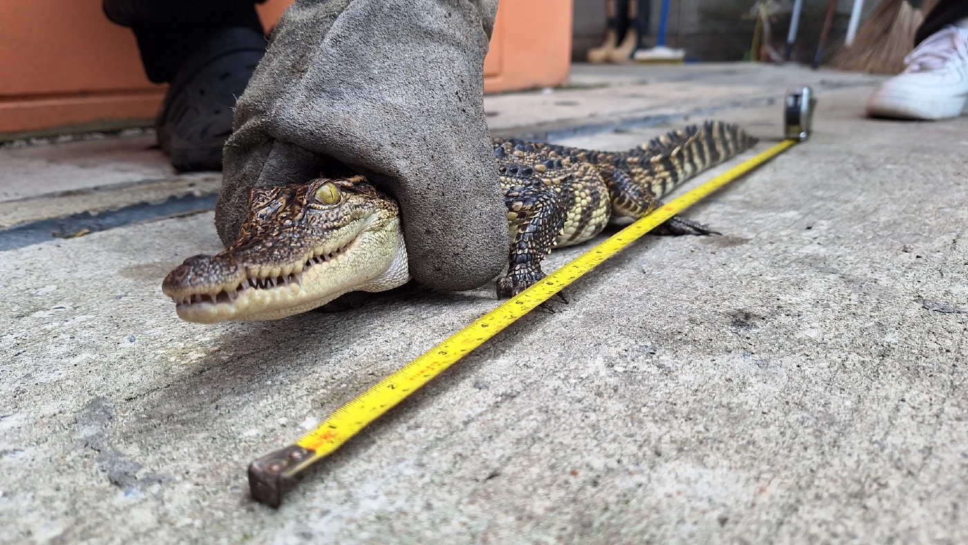 ฝนตกออกหาปลา ผงะหว่านแหเจอลูกจระเข้ แจ้ง จนท.ช่วยตรวจสอบ