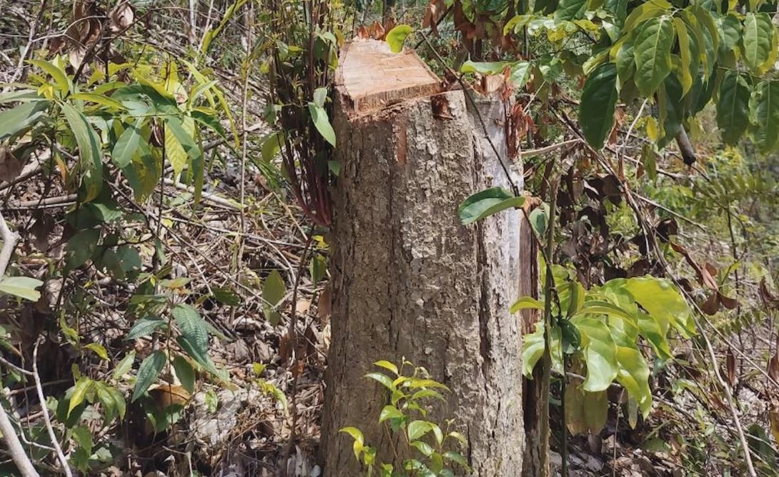 พบพื้นที่ป่าสงวนฯ 2 แห่ง ถูกบุกรุกแผ้วถาง ตัดโค่นไม้ใหญ่มีค่า เสียหายกว่า 16 ไร่