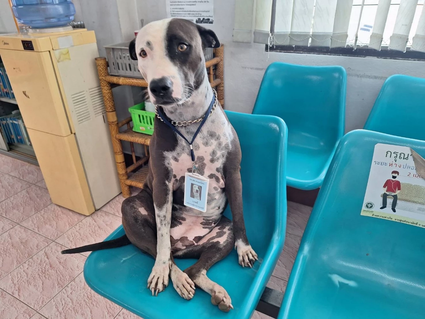 เผยความน่ารัก "เจ้าบะหมี่" กว่าจะมาเป็นดาว TikTok ได้ทั้งต้อนรับ และ รปภ.