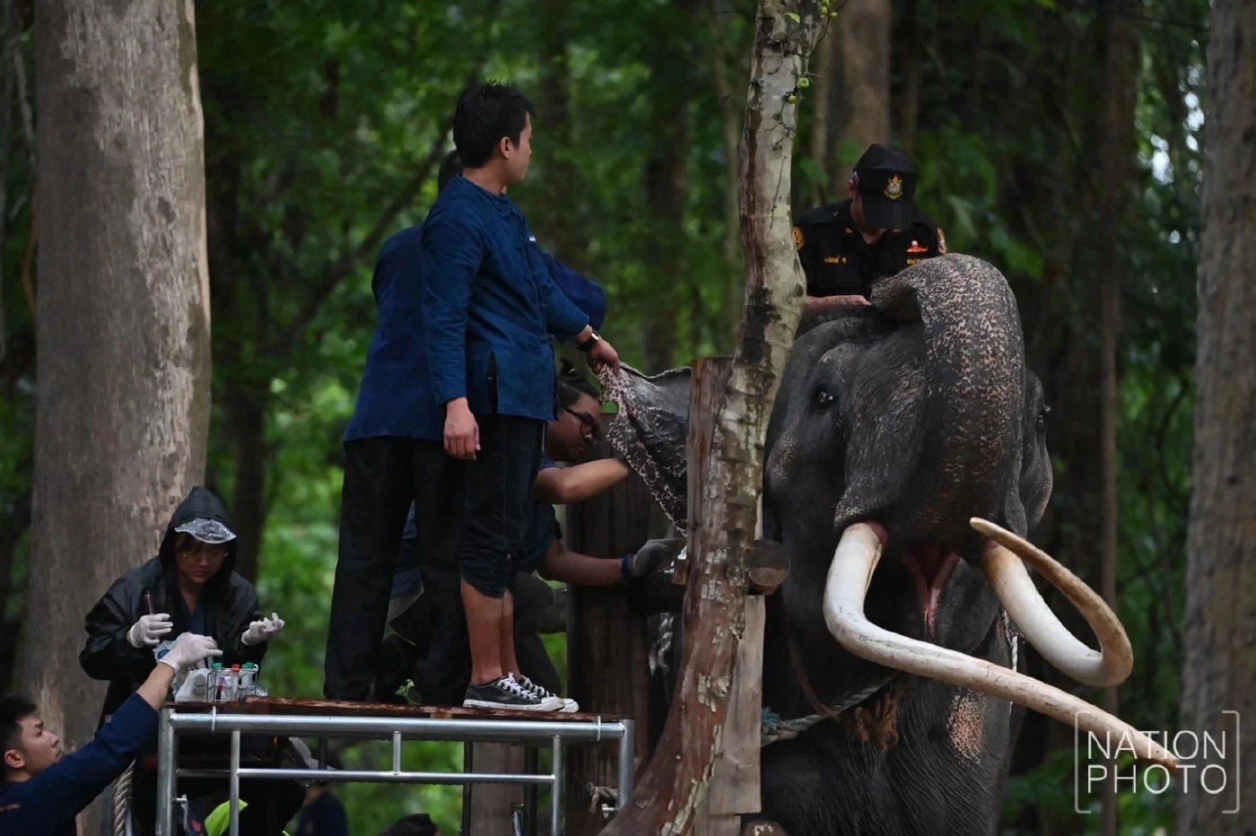 "กัญจนา" แจงแล้ว พลายศักดิ์สุรินทร์ ถ้าหายดี ต้องส่งกลับศรีลังกาอีกหรือไม่