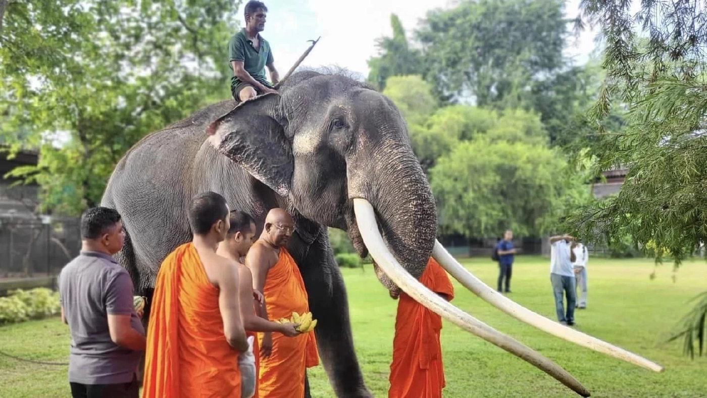 "กัญจนา" แจงแล้ว พลายศักดิ์สุรินทร์ ถ้าหายดี ต้องส่งกลับศรีลังกาอีกหรือไม่