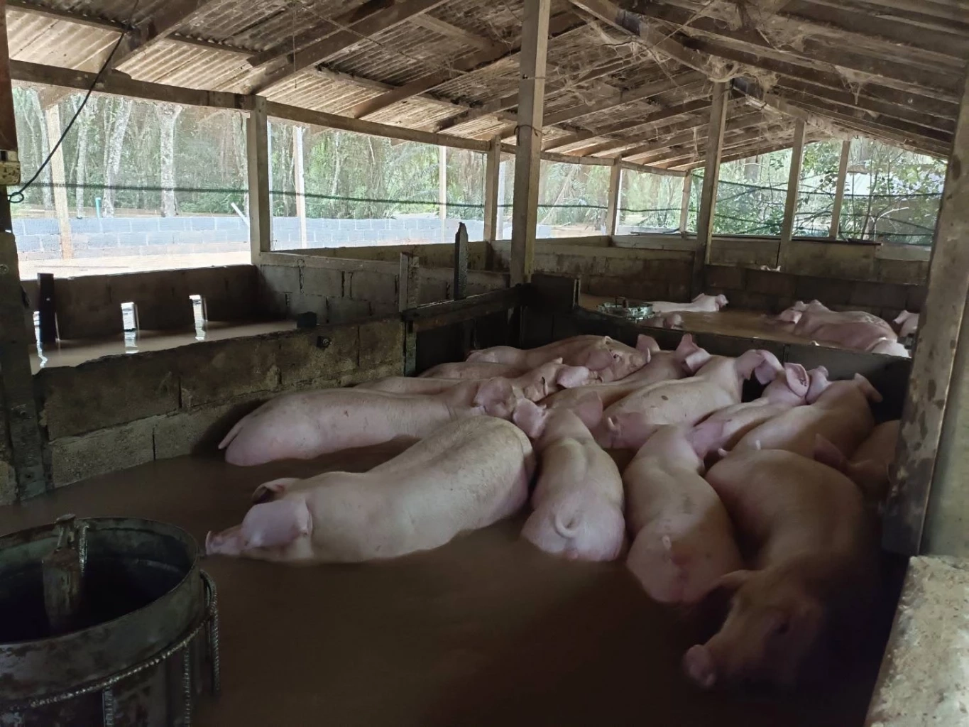 น้ำท่วมตรังยังอ่วม 2 อำเภอ ชาวบ้านพื้นที่ประสบภัยเศร้า จำใจปล่อยสัตว์จมน้ำ