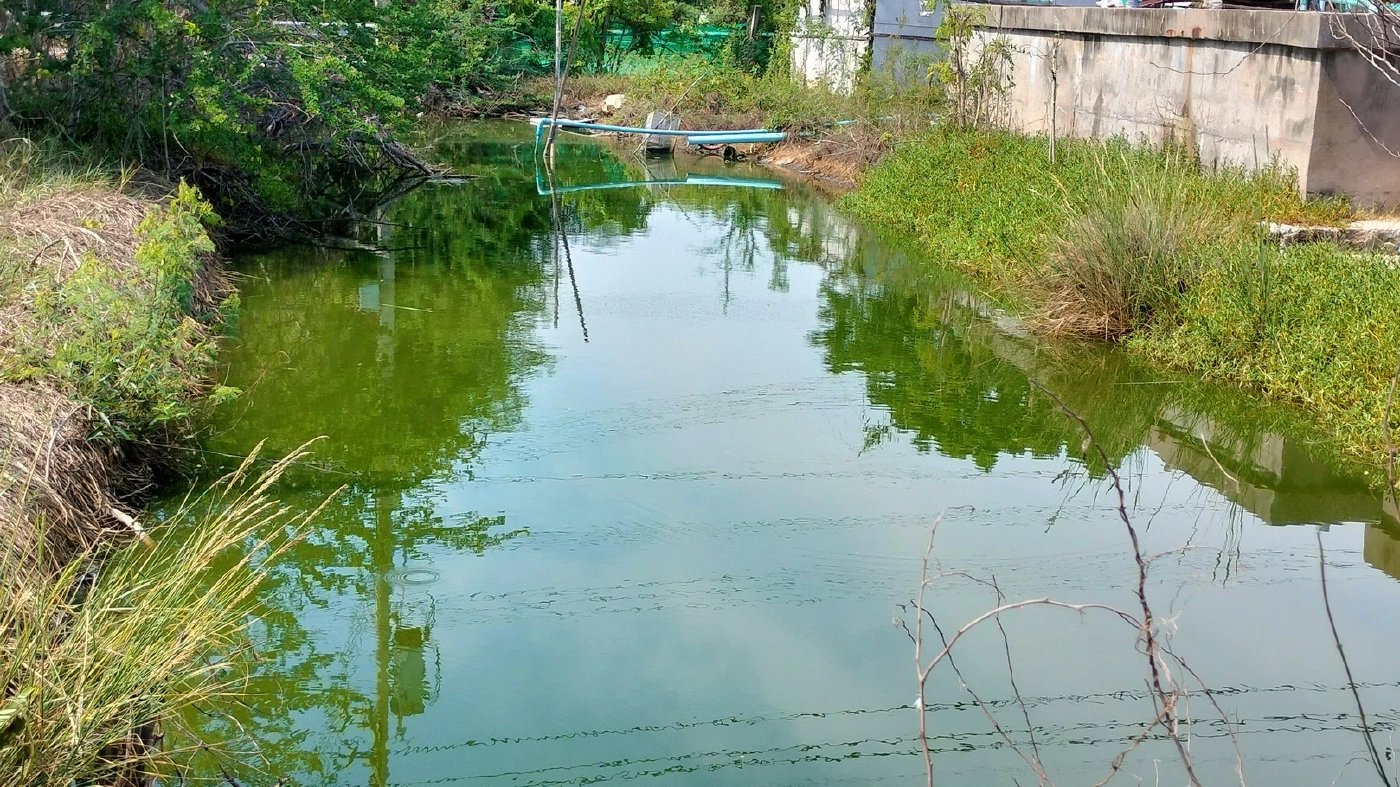 ชาวบ้านผวา พบ "ยุงลายยักษ์" ตัวโตเกือบ 3 ซม. หวั่นเป็นยุงลายสายพันธุ์ใหม่