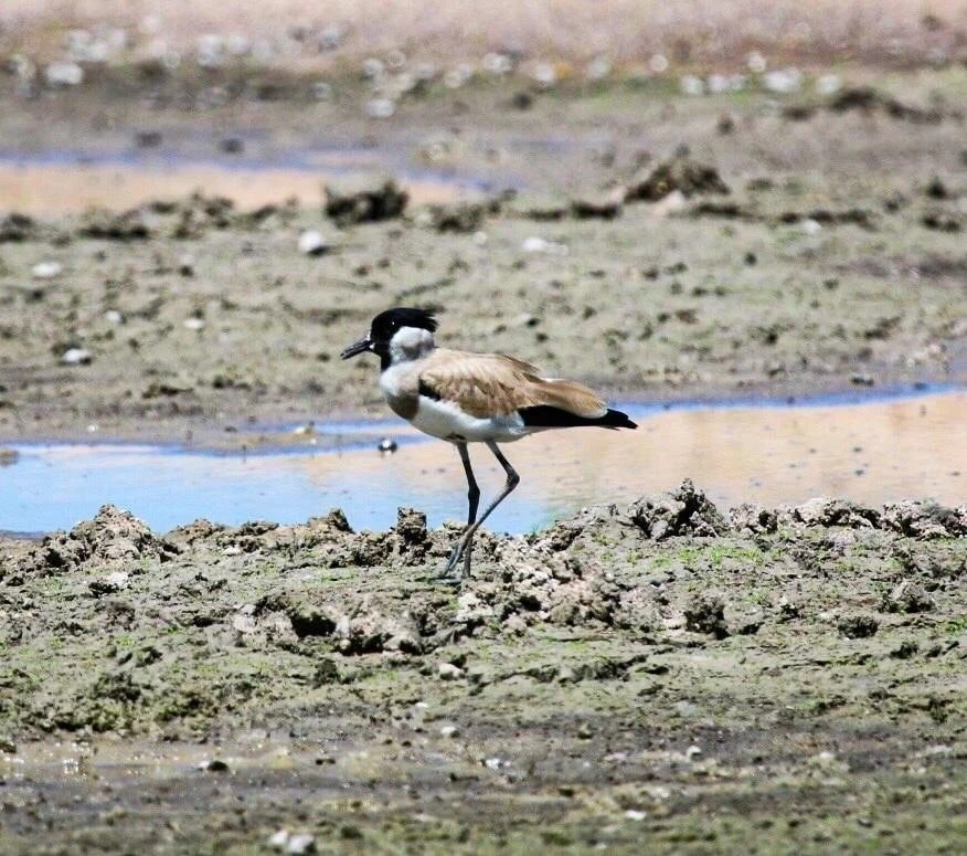 ชมภาพหาดูยาก "นกกระแตหาด" ร่วมอนุรักษ์ก่อนสูญเสียถิ่นที่อยู่