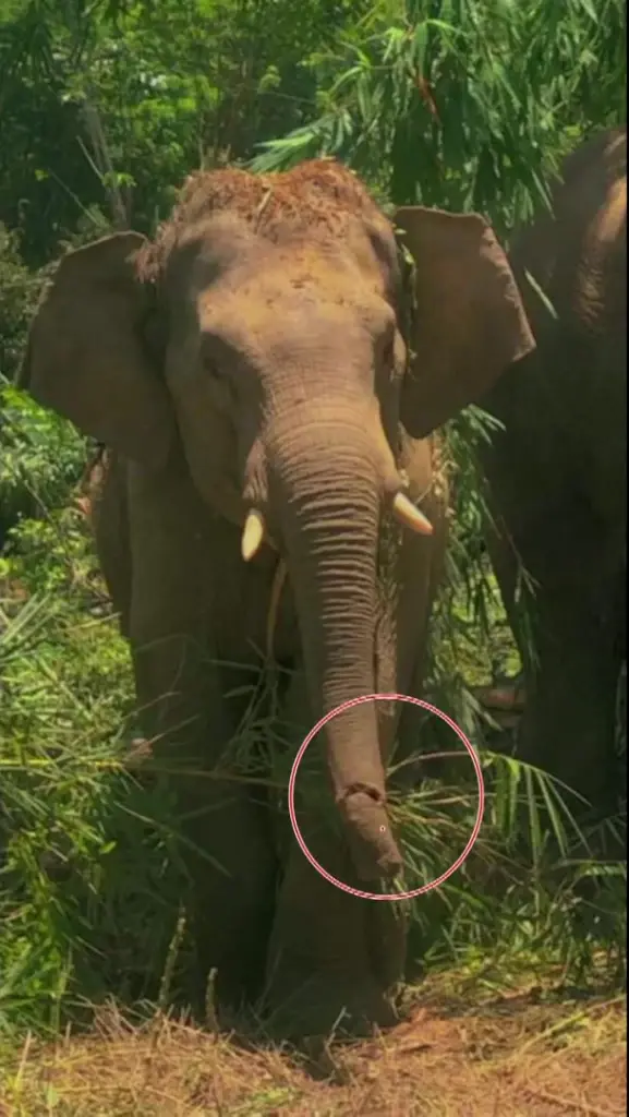 ศาลสั่งกรมอุทยานฯ ย้ายช้างป่า "พลายไข่นุ้ย" ออกจากพื้นที่กรุงชิง ภายใน 15 วัน