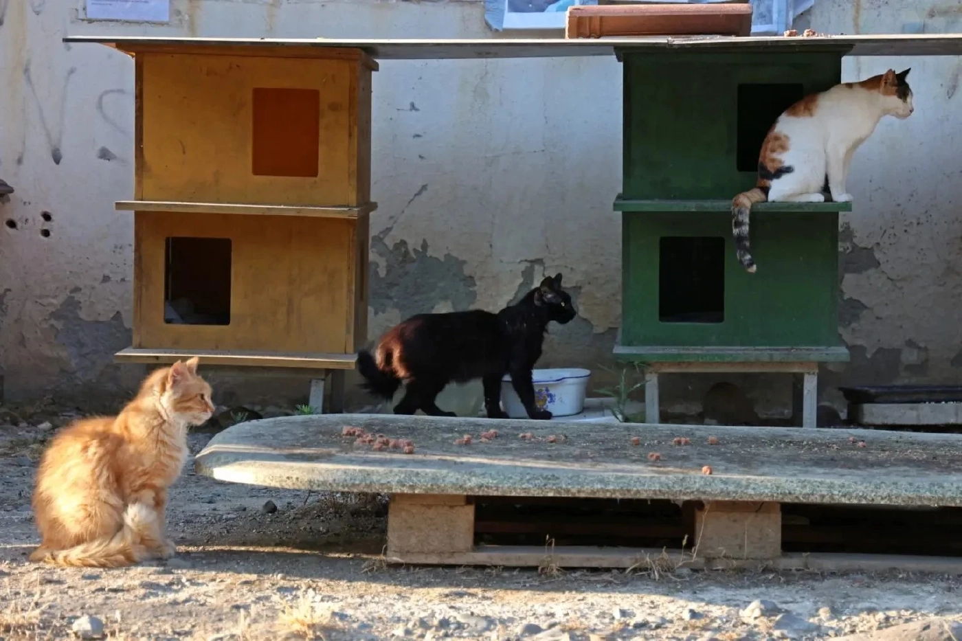 เกาะติดโรค FIP สาเหตุทำแมวตายทั่วเกาะไซปรัส ล่าสุดร่วม 3 แสนตัว