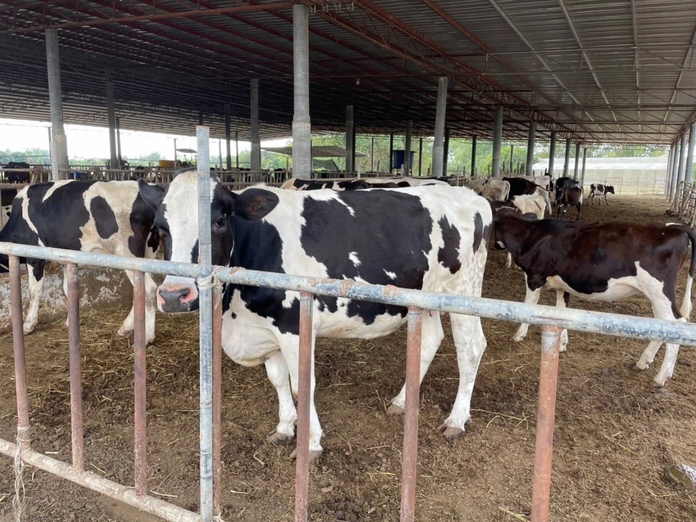 กรมการค้าภายใน ยันยังไม่อนุญาตปรับราคา “นมพร้อมดื่ม” ทุกชนิด