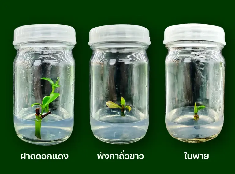 ไทยเดินหน้าเพาะเลี้ยงเนื้อเยื่อพืชชายเลน สร้างคลังความหลากหลายทางชีวภาพ