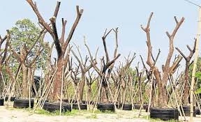 "ธุรกิจไม้ขุดล้อม" เศรษฐกิจชุมชนที่แก่งคอย   โดย ส.ว.พลเดช  ปิ่นประทีป