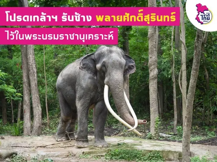 เตรียมส่ง "ทีมแพทย์-กัญจนา" ทำMOUเทคนิคสัตวแพทย์รักษาช้าง