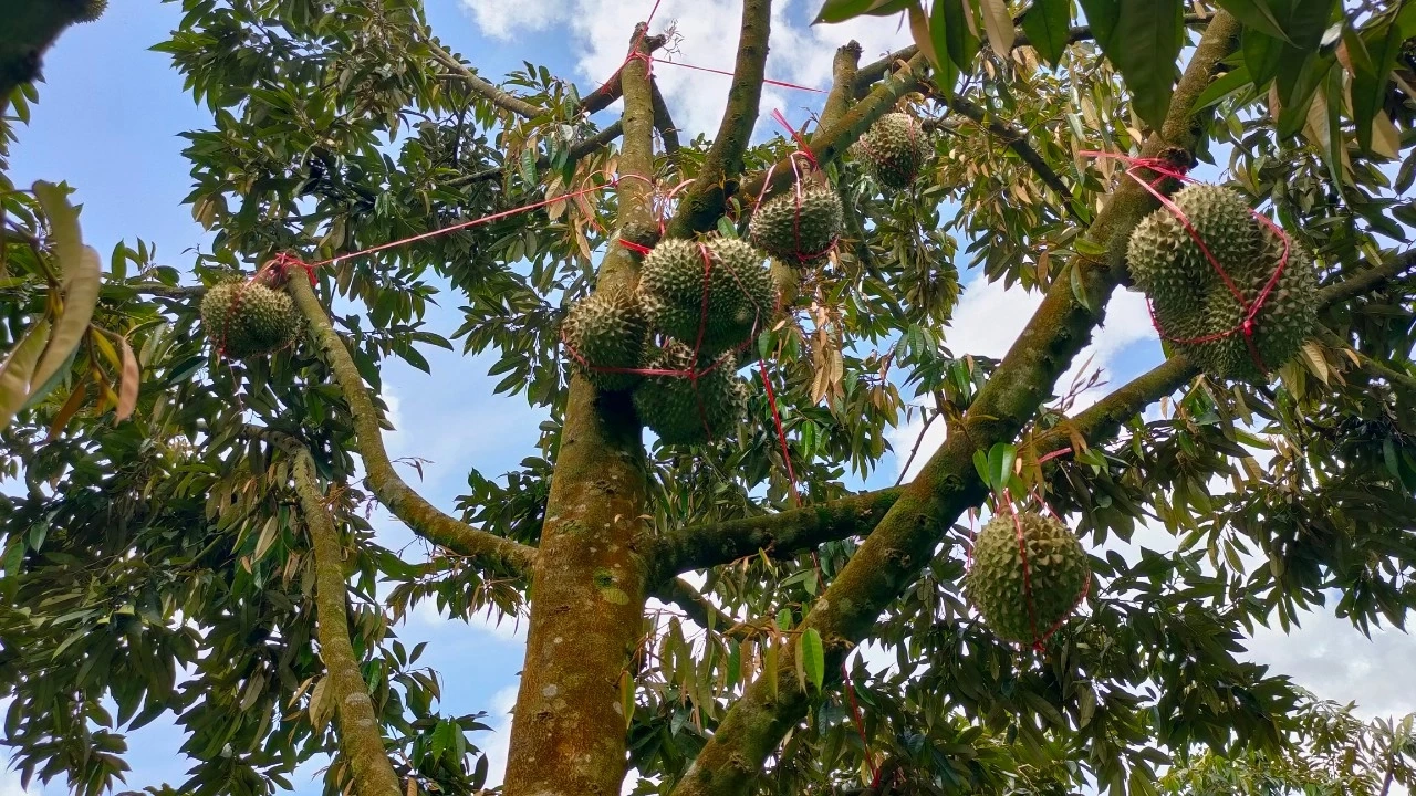 ฮือฮา! เป็ดสตูล เจ้าของเลี้ยงด้วย "หมอนทอง - มูซังคิง" เปิดเหตุผลมาสุดอึ้ง