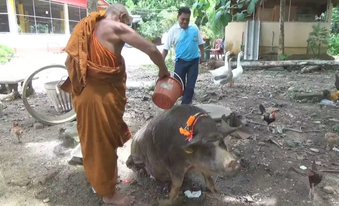 เปิดความน่ารัก "เจ้าแพนเค้ก" หมูป่า เดินขอขนมร้านค้าริมทาง