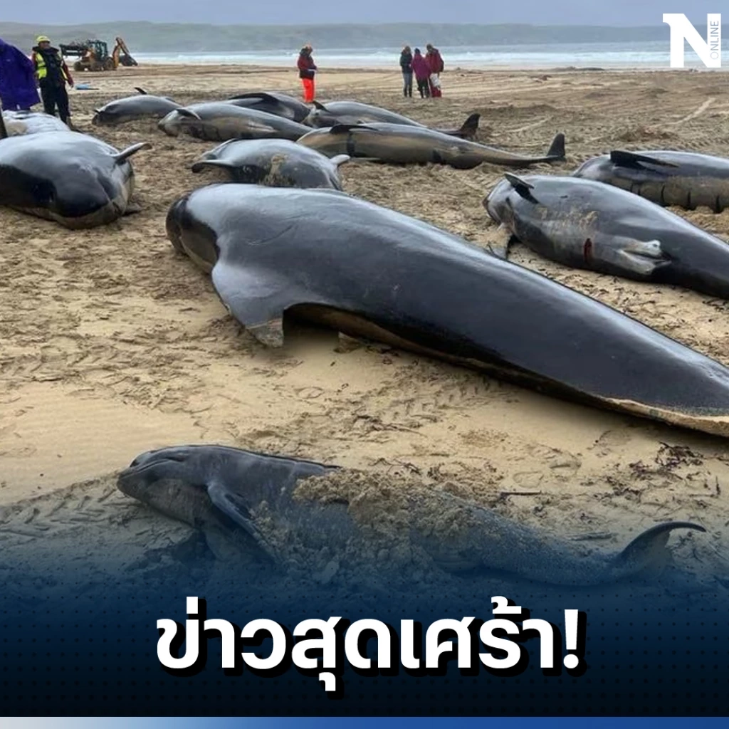 สื่อดังรายงานข่าวสุดเศร้า พบฝูง วาฬนำร่องกว่า 50ตัวเกยตื้นตาย ที่สกอตแลนด์