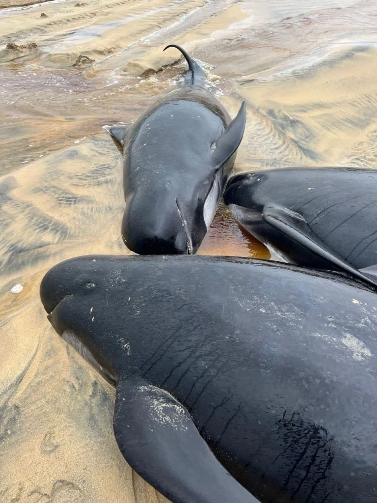 สื่อดังรายงานข่าวสุดเศร้า พบฝูง วาฬนำร่องกว่า 50ตัวเกยตื้นตาย ที่สกอตแลนด์