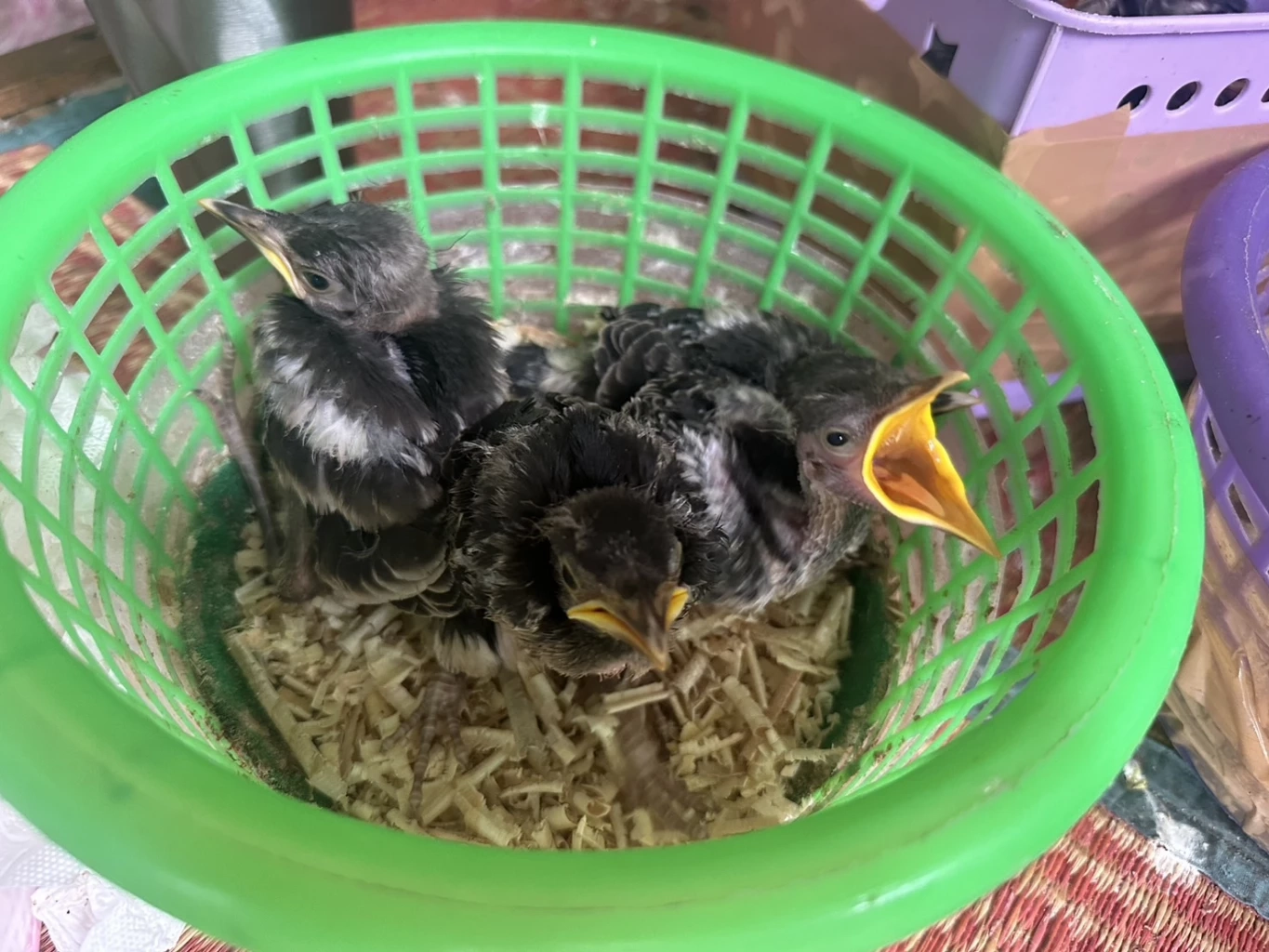 ปทส.รวบ “ก็มา ดิคะ” โพสต์ค้านกป่าคุ้มครอง 11 ชนิดมูลค่ากว่าแสนบาท