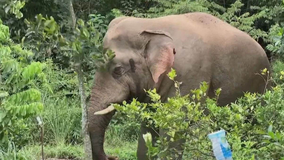 ระทึก "พลายเบี่ยงเล็ก" ช้างป่า หิวบุกหน้าบ้านพักเจ้าหน้าที่ กินขนุน