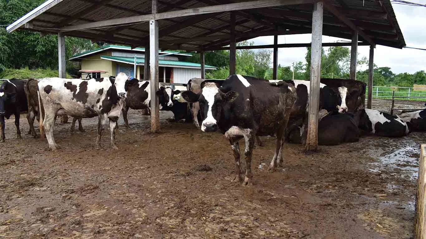 ผู้เลี้ยงโคนมถอดใจ ผลิตนมลดฮวบ แต่ราคาไม่ขึ้นตาม ซ้ำค่าอาหารสัตว์พุ่งสูง