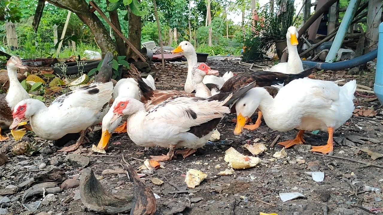 ฮือฮา! เป็ดสตูล เจ้าของเลี้ยงด้วย "หมอนทอง - มูซังคิง" เปิดเหตุผลมาสุดอึ้ง