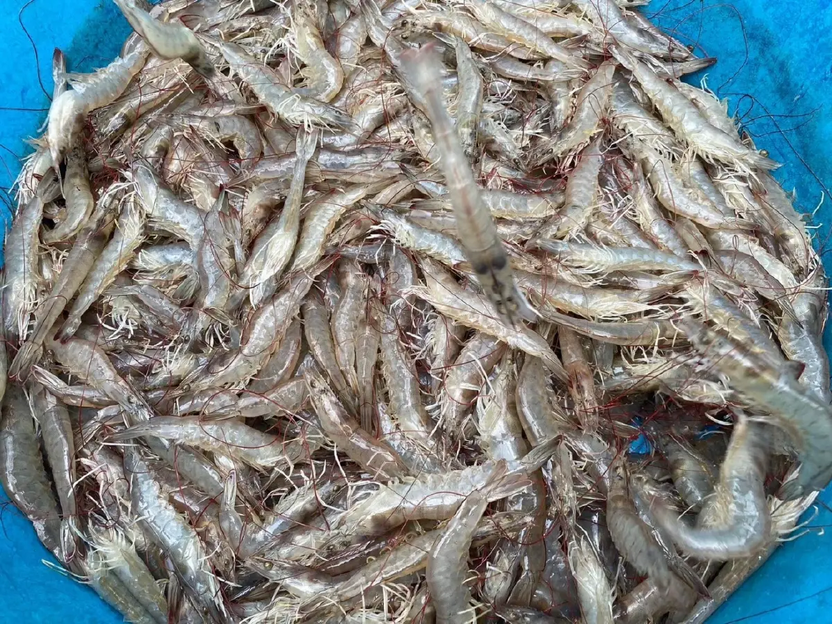 เช็กเลย ! 6 สัตว์น้ำเลี้ยงง่าย-สร้างรายได้งามให้เกษตรกรมีอะไรบ้าง