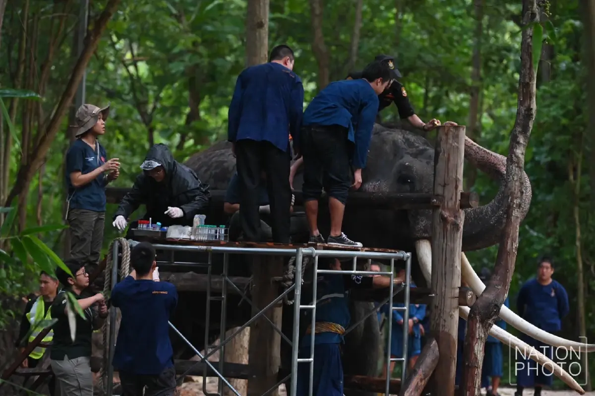เผยอาการป่วย "พลายศักดิ์สุรินทร์" เบื้องต้นพบ 4 อาการ เตรียมวางแผนรักษา