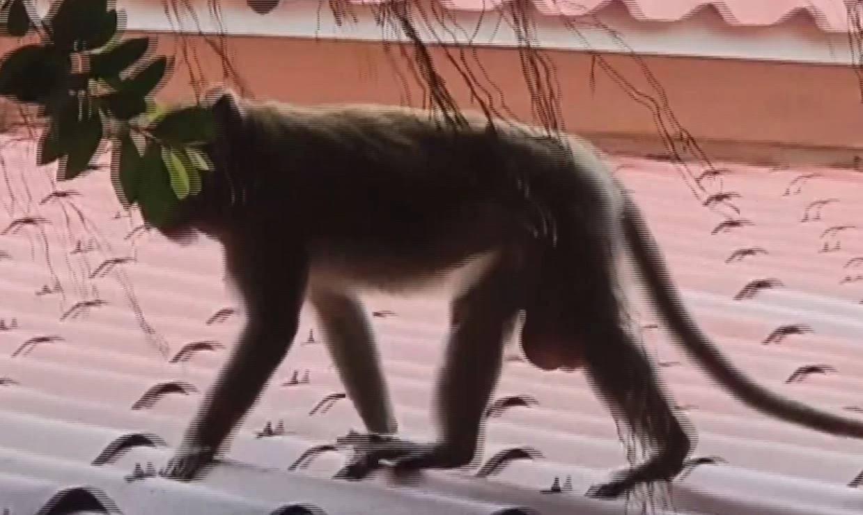 เจ้าจ๋อหลงฝูงเข้าโรงเรียน ที่สระบุรี เกรงแย่งอาหาร-ทำร้ายเด็ก นร.