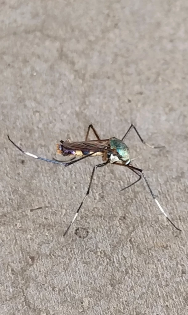 ชาวบ้านผวา พบ "ยุงลายยักษ์" ตัวโตเกือบ 3 ซม. หวั่นเป็นยุงลายสายพันธุ์ใหม่