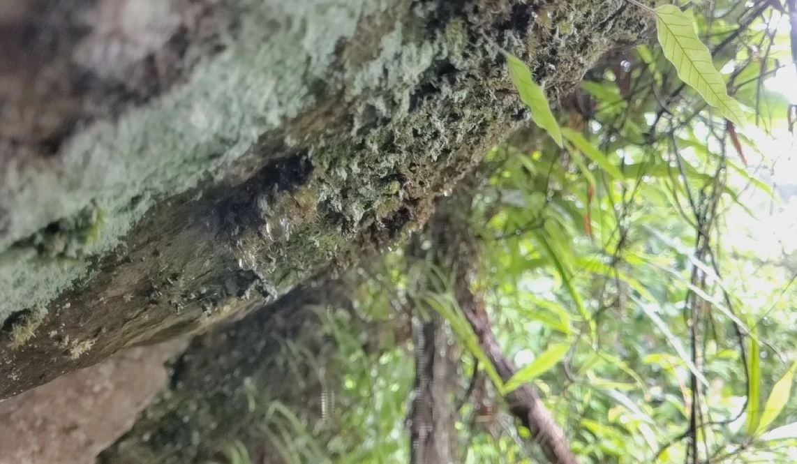 นทท.ชมดอกไม้งาม "บีโกเนีย" พร้อมสัมผัสความสดชื่นจากหมอกฝน ที่ภูหินร่องกล้า