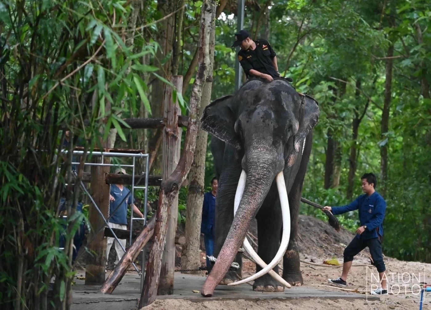 พลายศักดิ์สุรินทร์ ไม่กลับศรีลังกาแล้ว