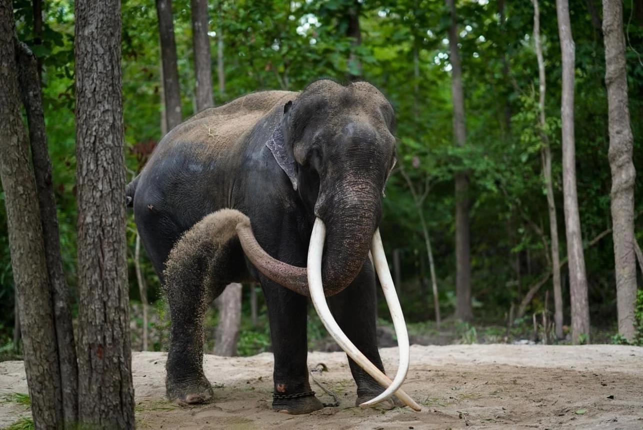 ข่าวดี! ผลเลือด "พลายศักดิ์สุรินทร์" ไม่พบเชื้อ 6 โรคเฝ้าระวังในช้าง ลำปาง