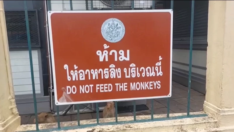 เปิดคลิป 3 แก๊งลิงลพบุรี เปิดศึกตะลุมบอนกลางเมือง แย่งอาหารและแบ่งอาณาเขต