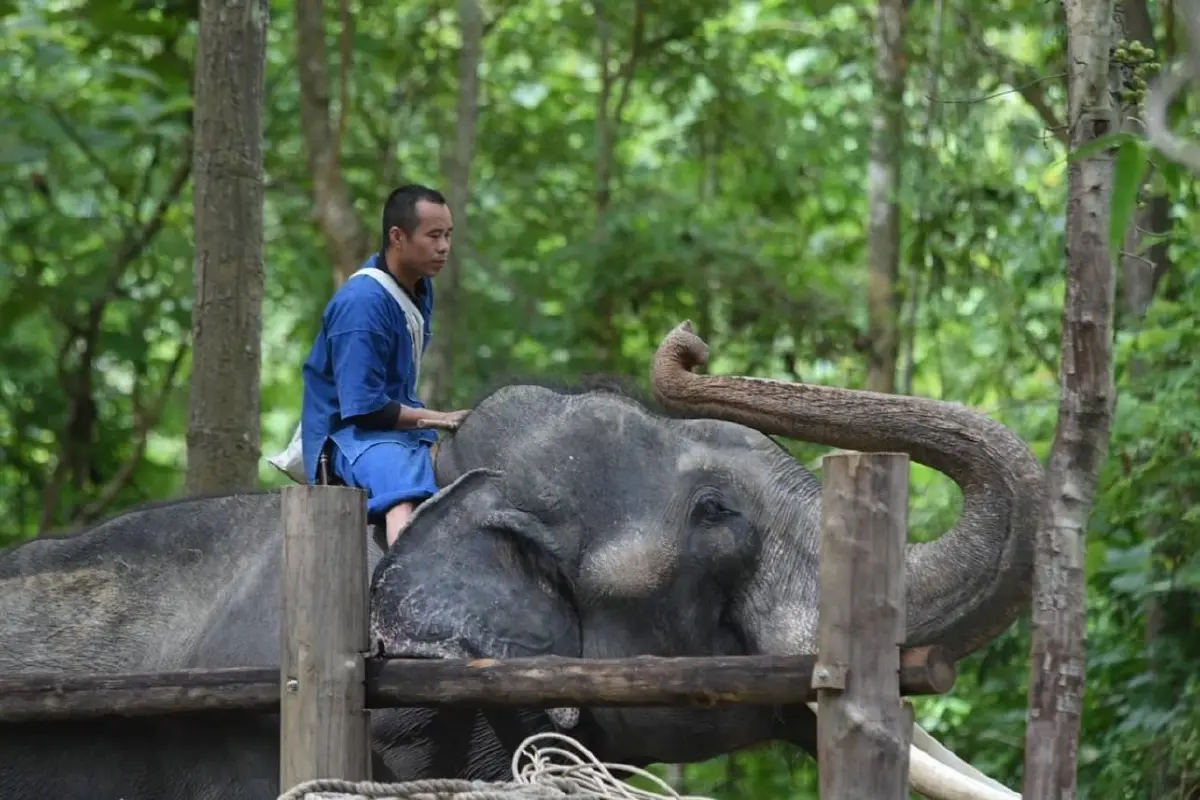 เผยอาการป่วย "พลายศักดิ์สุรินทร์" เบื้องต้นพบ 4 อาการ เตรียมวางแผนรักษา