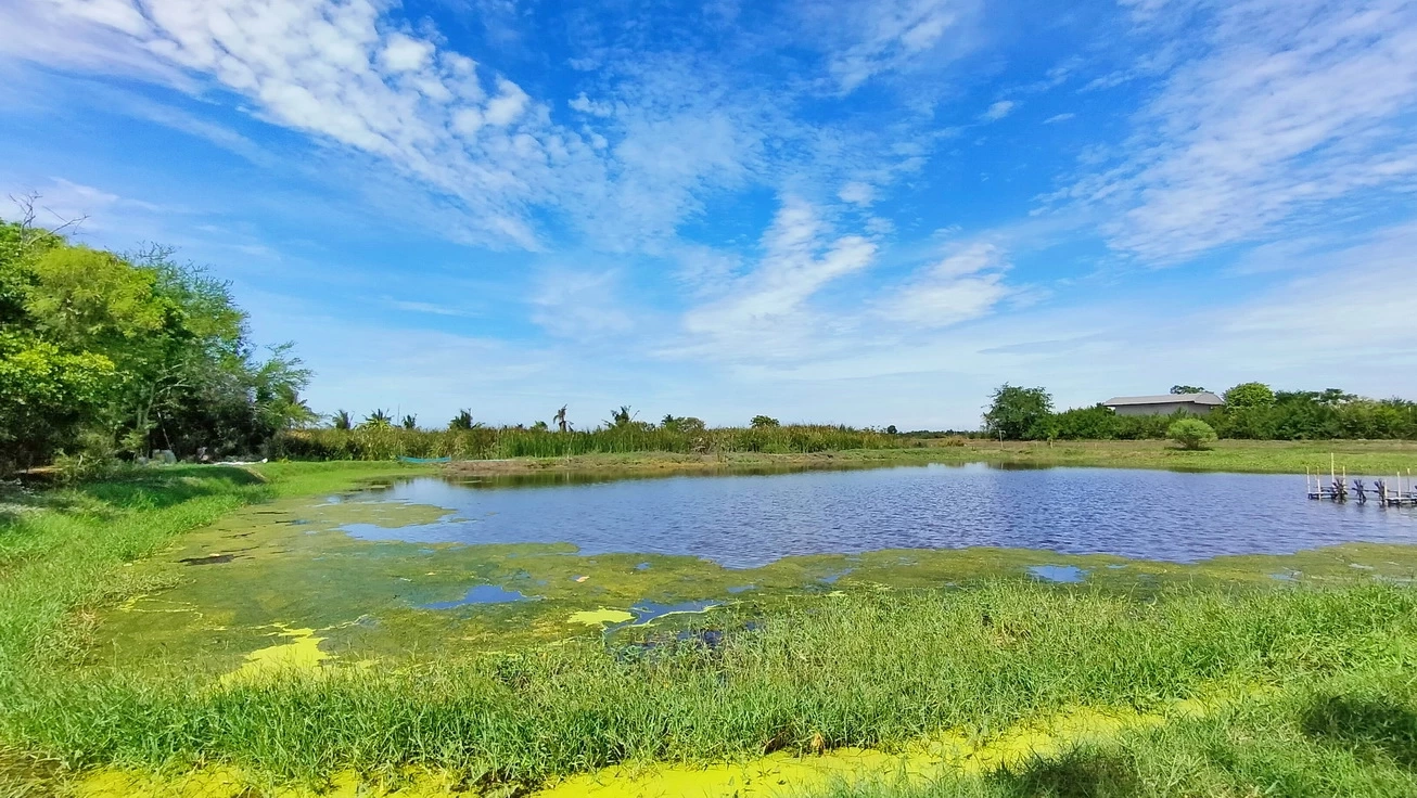 ชาวบ้านผวา พบ "ยุงลายยักษ์" ตัวโตเกือบ 3 ซม. หวั่นเป็นยุงลายสายพันธุ์ใหม่