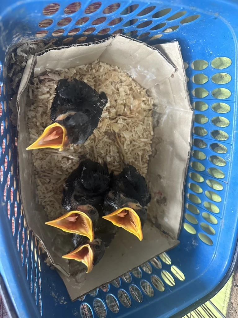 ปทส.รวบ “ก็มา ดิคะ” โพสต์ค้านกป่าคุ้มครอง 11 ชนิดมูลค่ากว่าแสนบาท