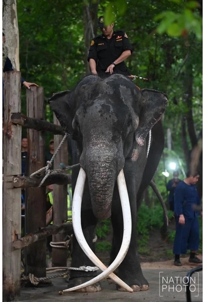 อัปเดตอาการล่าสุด "พลายประตูผา" 1ช้างไทยในศรีลังกา หากขนย้ายเสี่ยงอันตราย