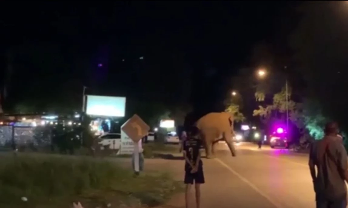 เปิดคลิปเจ้างาเบี่ยง พุ่งชนรถเจ้าหน้าที่ โมโหโดนผลักดันกลับป่า