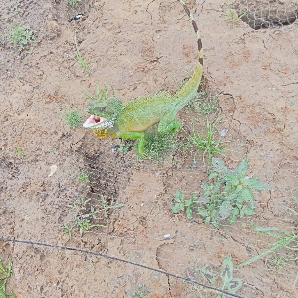 ภาพหาดูยาก "ตะกอง" อีกัวน่าเมืองไทย อวดโฉมนักท่องเที่ยวที่โคราช (มีคลิป)