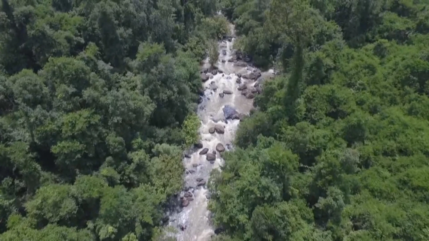 ตะกอง จะอยู่ในพื้นที่ธรรมชาติสมบูรณ์