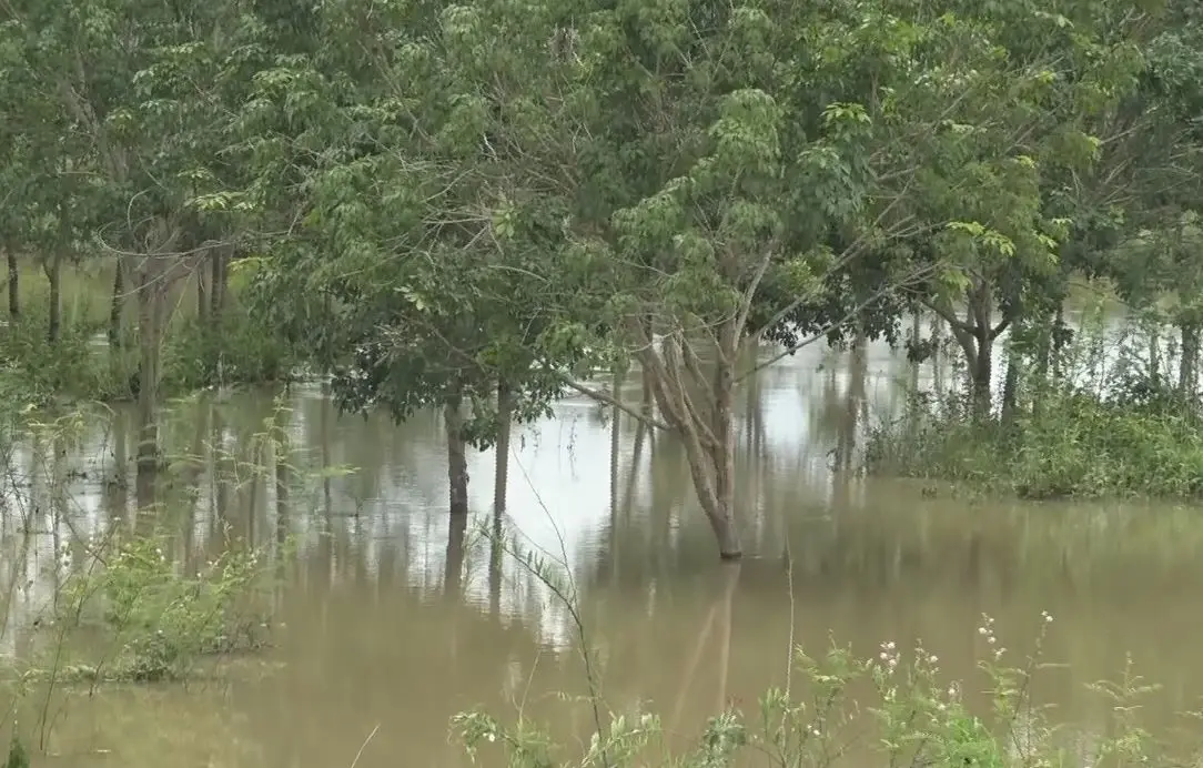 "บึงกาฬ" เจอฝนถล่มหนัก ทำน้ำท่วมใน 2 ตำบล ไร่นาพืชสวนการเกษตรจมน้ำกว่าพันไร่