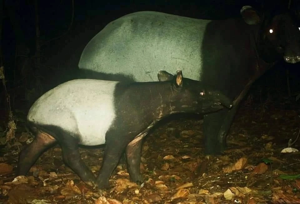 ชมภาพหายาก "สัตว์ป่า" สีสันแห่งพงไพร ที่อุทยานแห่งชาติแก่งกรุง